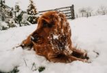 snow dog pexels-photo-242724