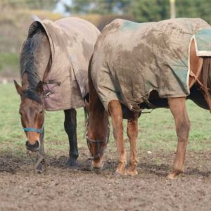 Horse Rug Cleaning Services